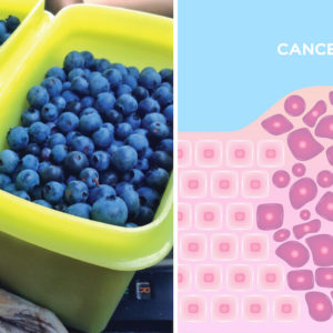 pails of blueberries next to illustrated graphic of cancer cell