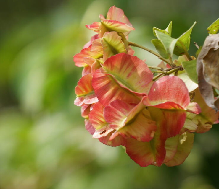 Tripterygium wilfordii or thunder god vine