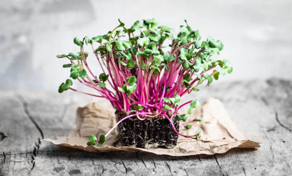 radish cress sprouts on wooden table