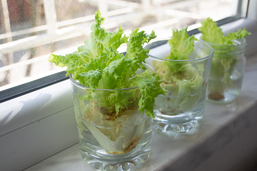 Growing lettuce in water from scraps in kitchen and on windowsill