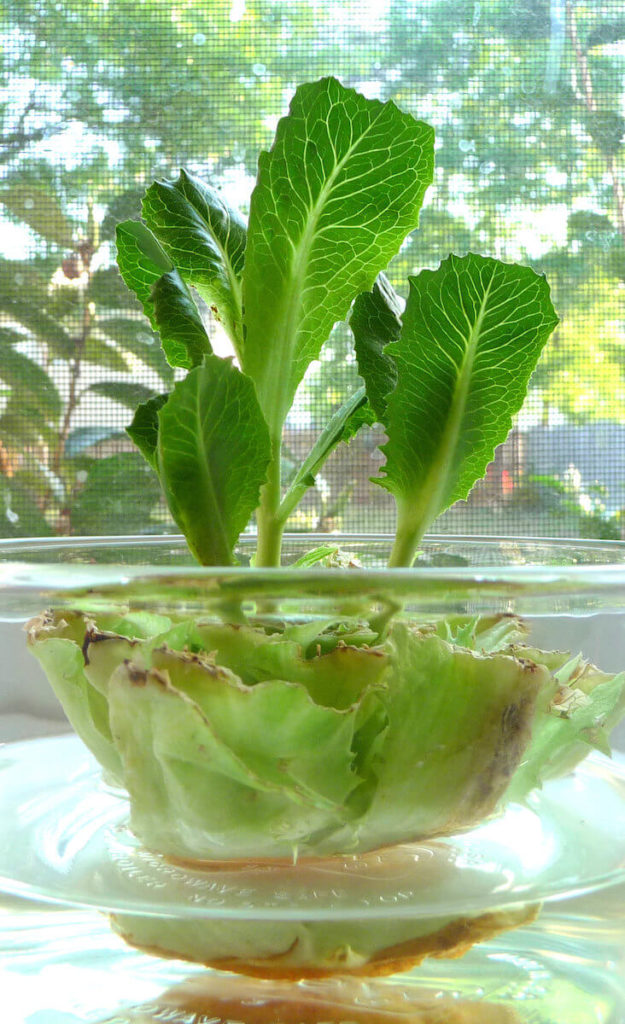 romaine sprout