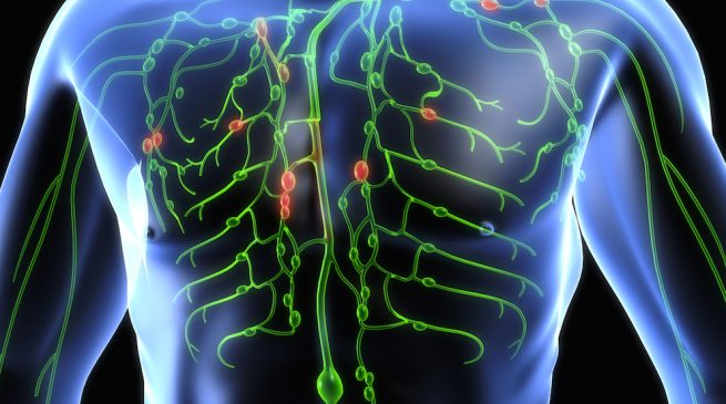 3D representation of lymphatic system in the body