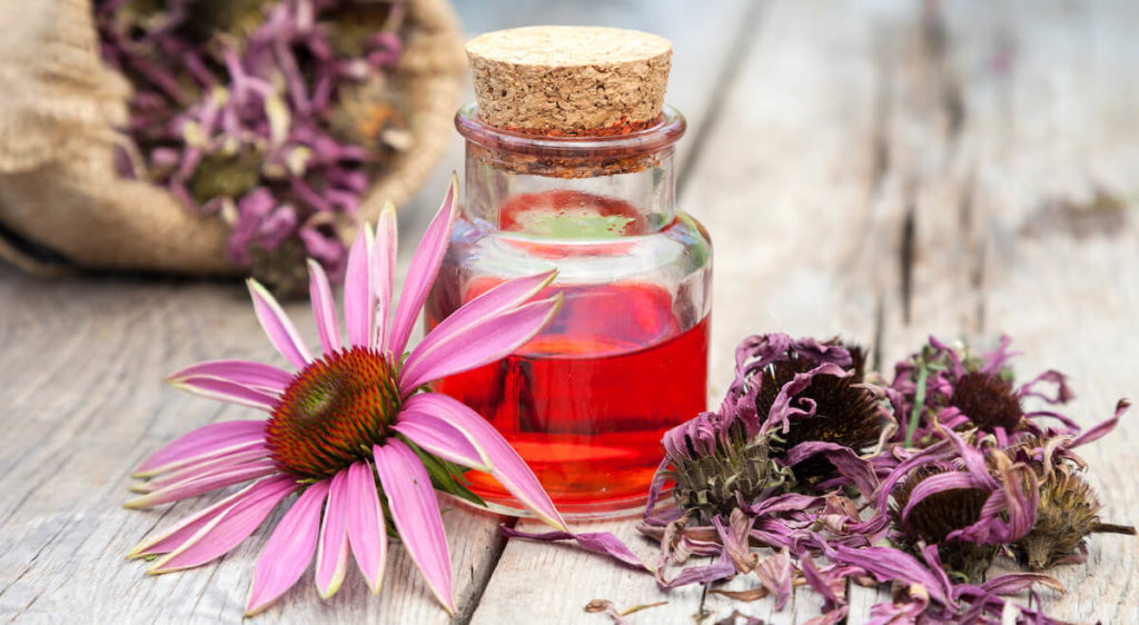 dried echinacea flowers on table next to little container of essential oil