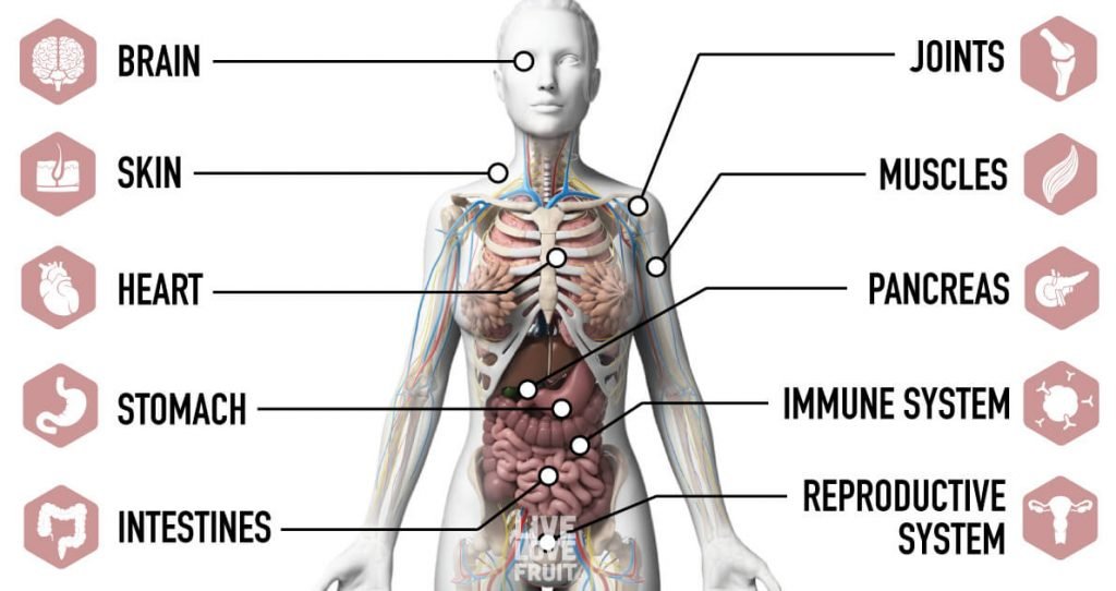 10 Organs In The Body Affected By Stress - Live Love Fruit