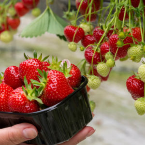 woman picking strawberries from raingutter strawberry garden