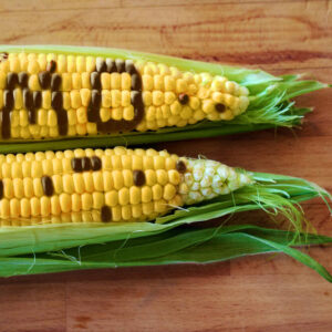 corn with kernels spelling out GMO