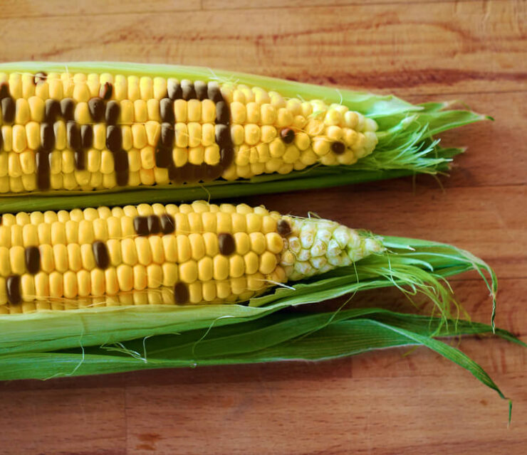 corn with kernels spelling out GMO