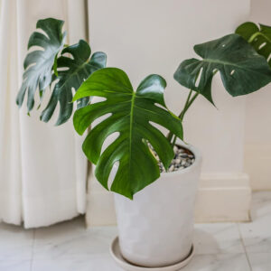 indoor air purifying plant