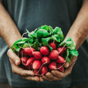 gardener holding bunch of radishes
