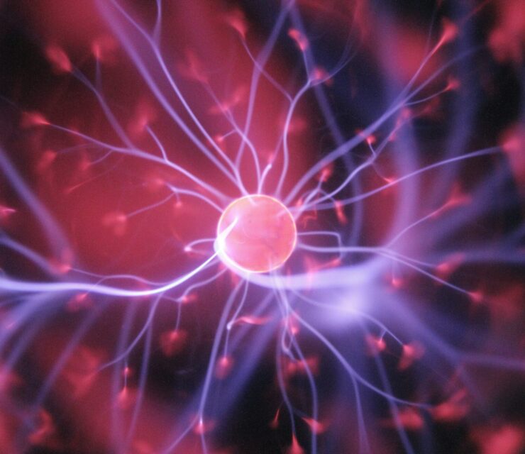 neurons in brain close up