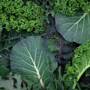 Leaves of different types of kale cabbage top view background. Beautiful bright natural background. Leaves of different sizes and colors close-up. Greens for making salad, detox. varieties of cabbage