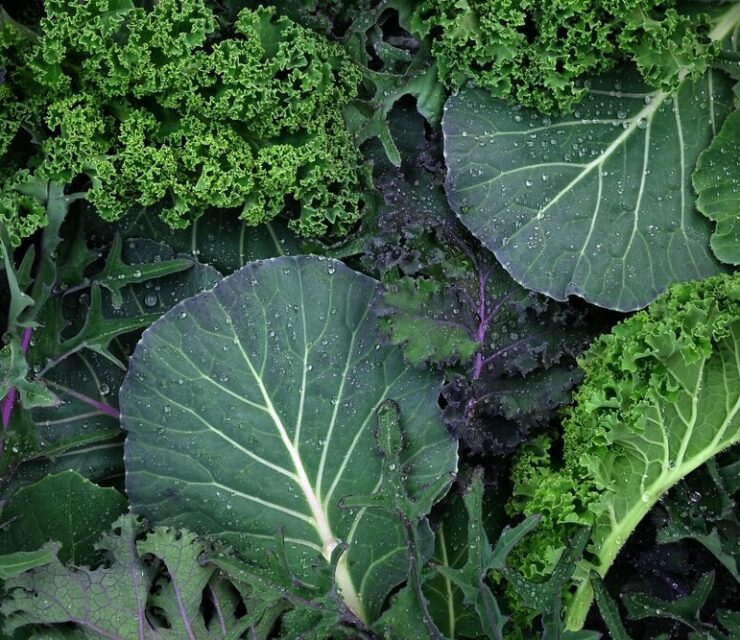 Leaves of different types of kale cabbage top view background. Beautiful bright natural background. Leaves of different sizes and colors close-up. Greens for making salad, detox. varieties of cabbage