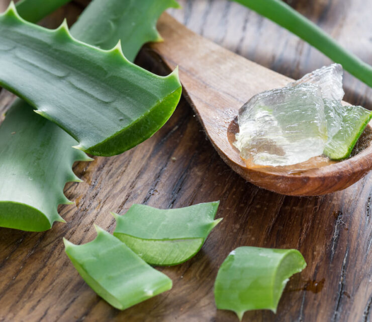 Fresh aloe leaves and aloe gel in the wooden spoon on the table