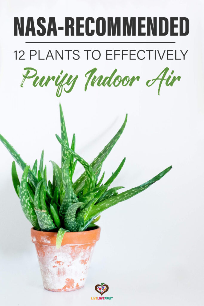 aloe vera plant with text - nasa-recommended: 12 plants to effectively purify indoor air
