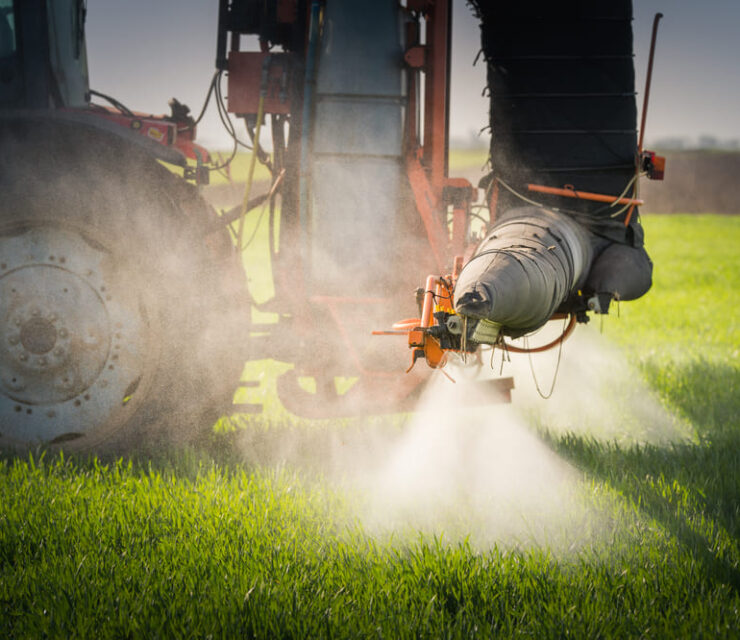 Tractor spraying wheat field with sprayer