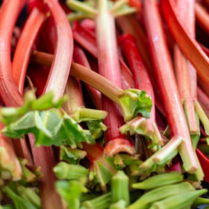 A closeup of a bunch of vibrant red stalks of rhubarb for sale at a farmer's market. The raw root vegetable is sour tasting, tarty, crunchy and ripe. The rhubarb has small green leaves at the top.