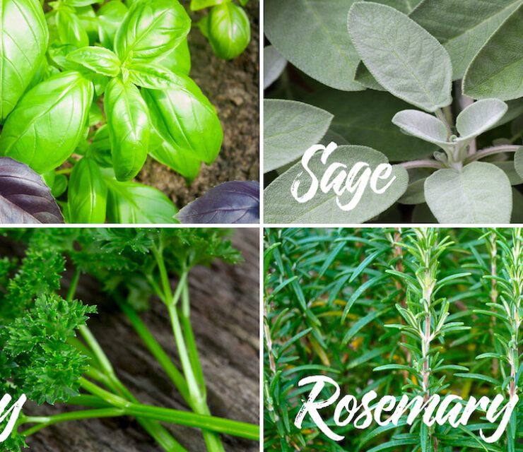 various anti-inflammatory herbs for pain relief like parsley, rosemary, basil and sage