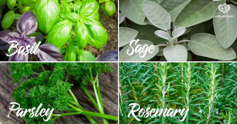 Top 15 Anti Inflammatory Herbs To Help Alleviate Aches And Pains For Good