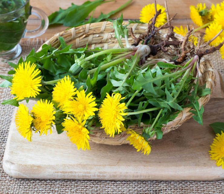 whole dandelion plant with flowers and roots on cutting board on a table