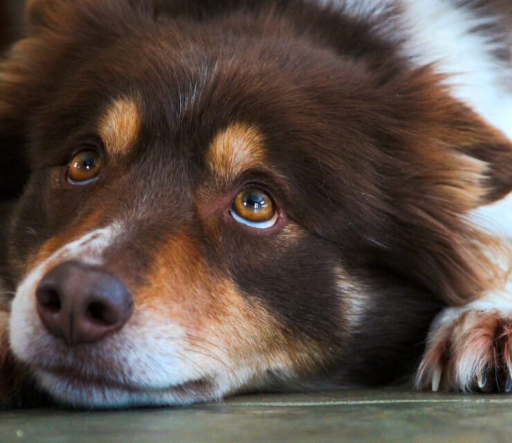 Ruby the border collie looking up