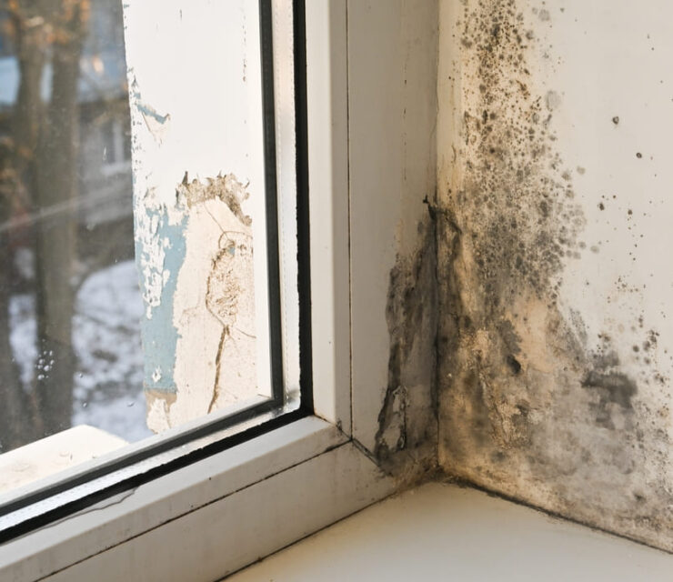 mold forms on the window. Black mold on the window slopes. mold fungi infect the air in the apartment