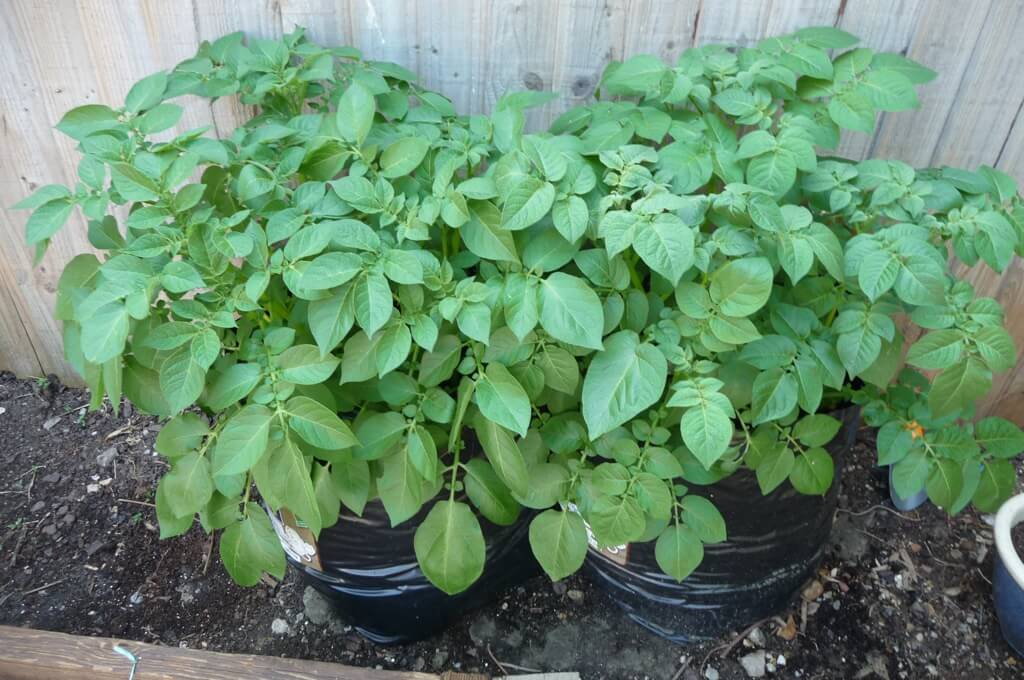 potatoes growing in containers