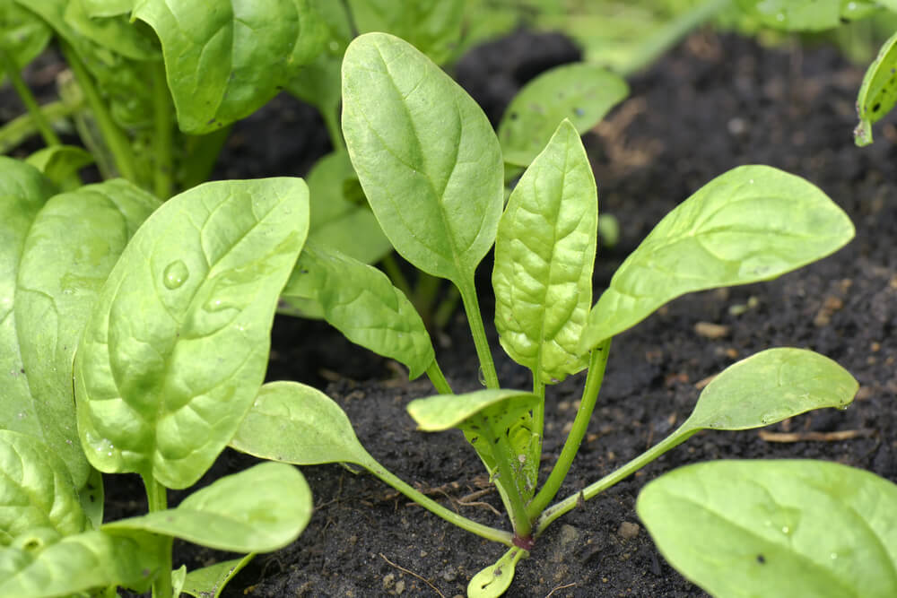 spinach growing in soil