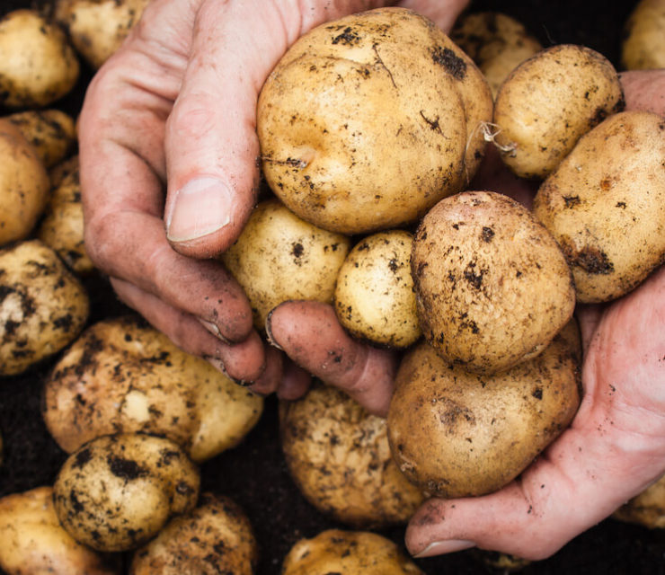 hands holding freshly harvested potatoes