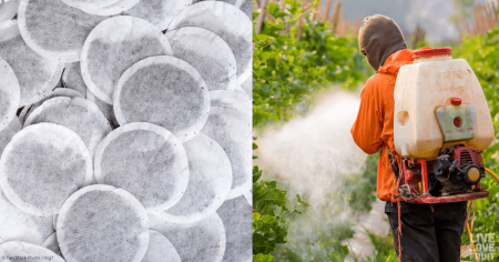 Man spraying pesticides on tea plants with other side of image showing dry loose tea bags