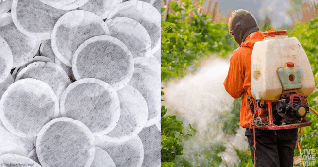 Pesticides in Tea: Does Your Favorite Tea Contain Harmful Contaminants?