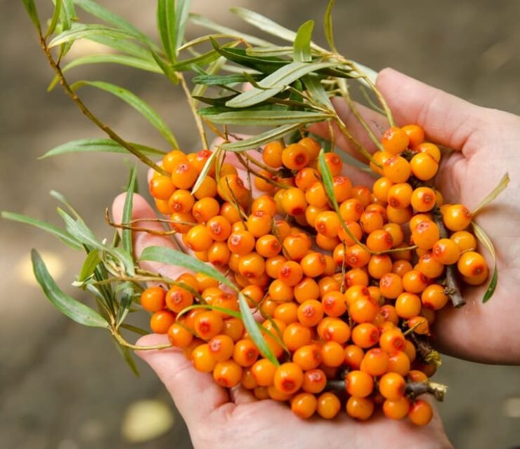 bunches of freshly picked sea buckthorn with leaves lying on open palms.