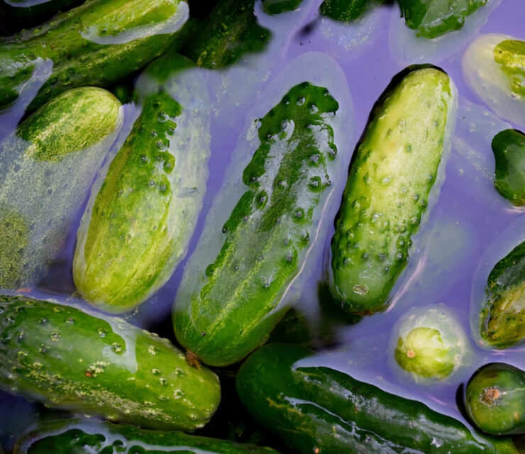 fresh fruits of soaked young cucumbers