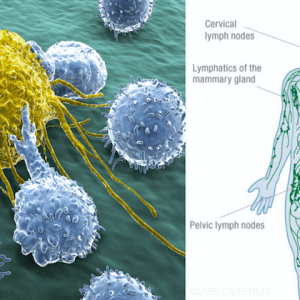 lymphatic system next to cancer