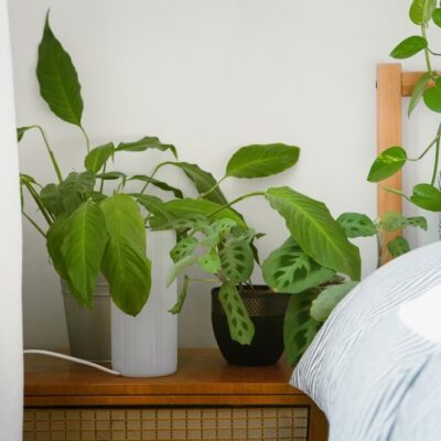 10 Plants That Attract Dragonflies for Mosquito Control - Live Love Fruit