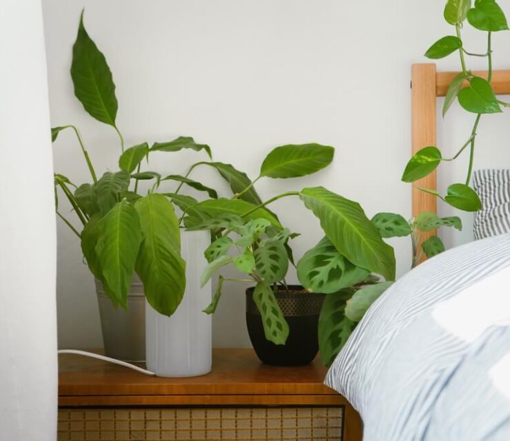 Spathiphyllum, pothos and marantha, plants for better sleeping and cleaning air in the bedroom on the bed table, an interior of the plant lover, soft photography,