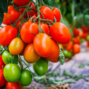 Many tomatoes on tomato tree in summer garden. Many Roma tomato plants in greenhouse with automatic irrigation watering system. Best Heirloom plum Tomato Varieties. Delicious Heirloom Tomatoes