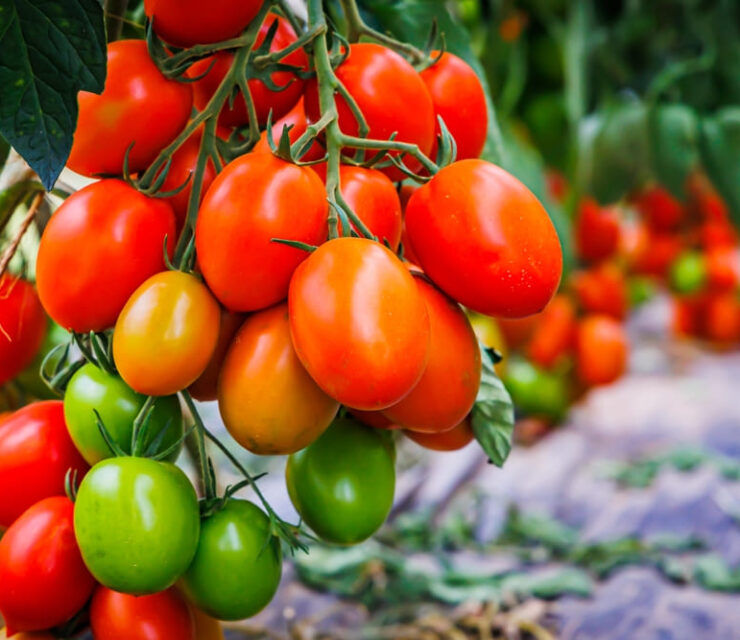 Many tomatoes on tomato tree in summer garden. Many Roma tomato plants in greenhouse with automatic irrigation watering system. Best Heirloom plum Tomato Varieties. Delicious Heirloom Tomatoes