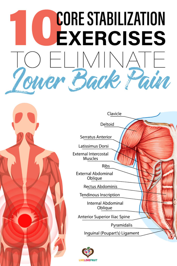 illustration of core muscles next to human body with back pain with text - 10 core stabilization exercises to eliminate lower back pain