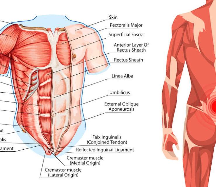 illustration of core muscles next to back muscles with pain symbol representing lower back pain