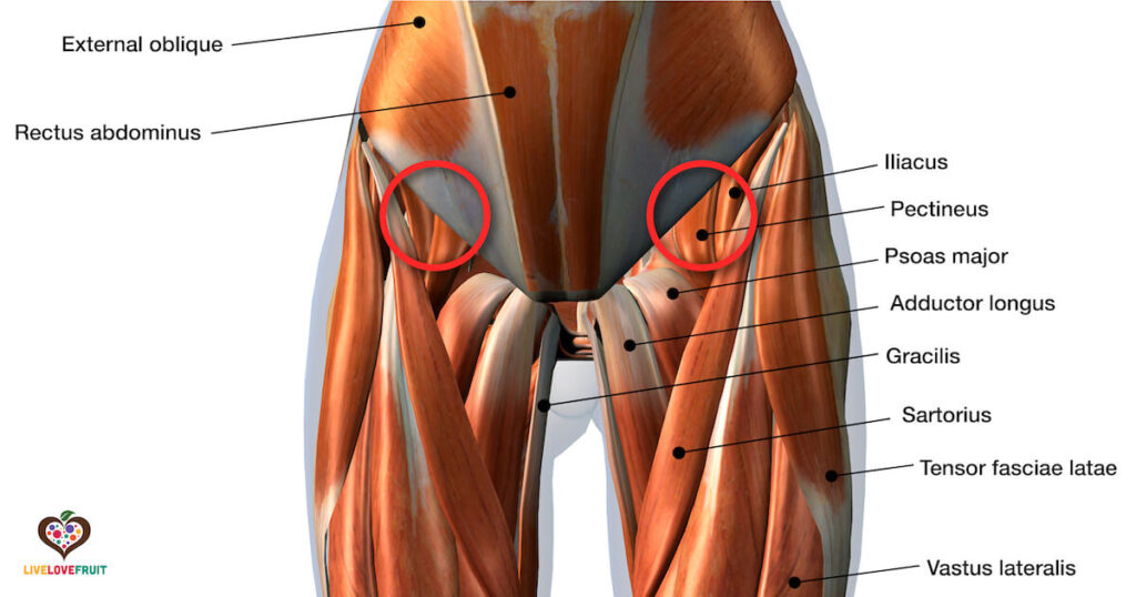 3d rendering of Front Leg Muscles