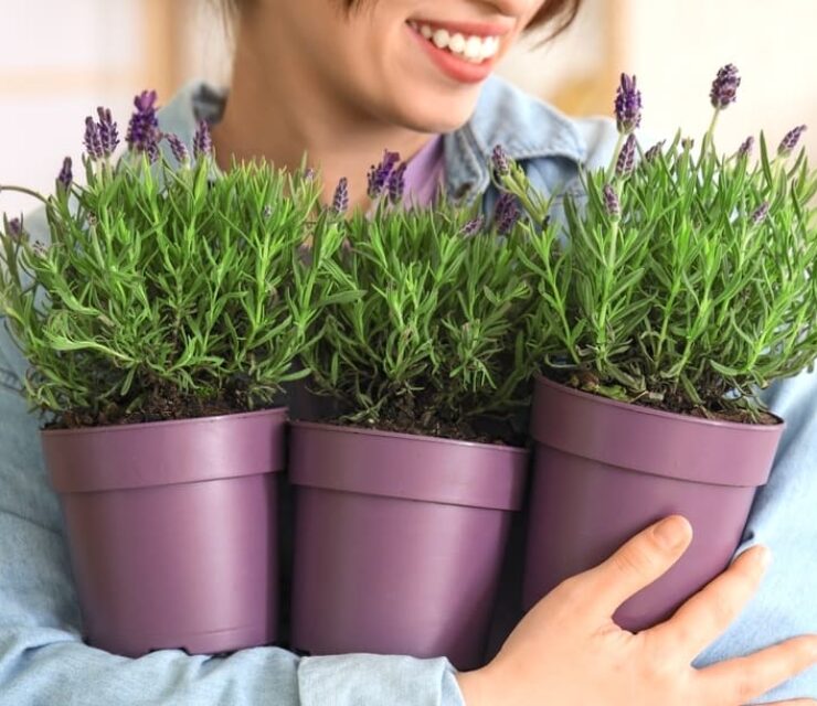 Young woman with lavender flowers at home, closeup