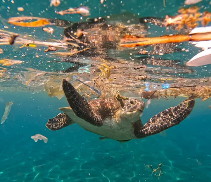 Closeup of sea turtle swimming through plastic trash and rubbish debris polluting the ocean