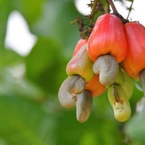 Cashew apple Seeds, a source of protein and healthy fats, ripe fruit in bunches hanging on a tree with green leaves.