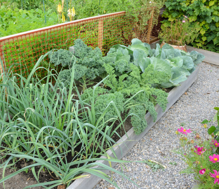 Community allotment gardens with vegetables