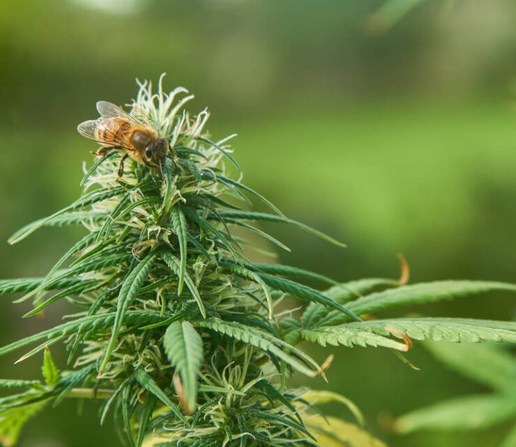 A bee sitting on a marijuana flower outside in a garden.