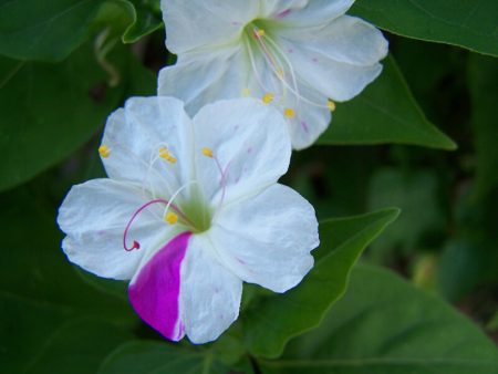 10 Night-Blooming Flowers for a Magical Moon Garden - Live Love Fruit