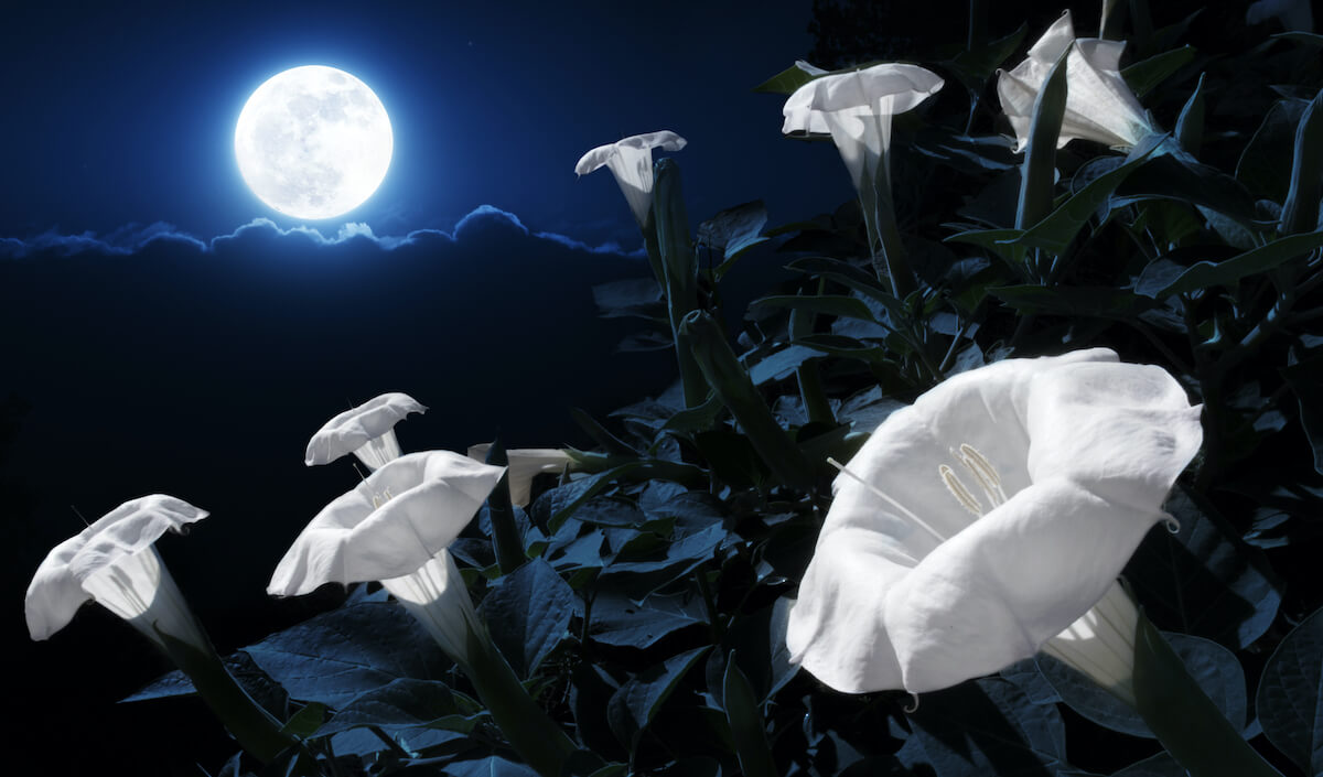 Magical 'Queen of the Night' Flowers Are Blooming All Over