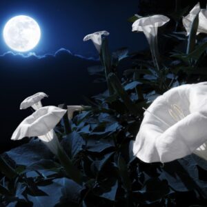 This moonflower bush has blooms that will only bloom at bight. This photo illustration takes advantage of the night blooming process by adding a bright full moon and deep night time sky.