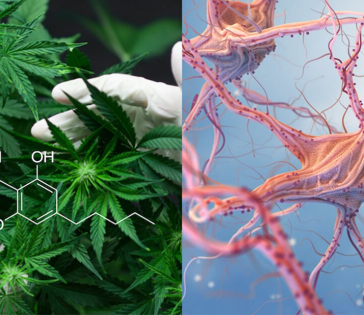 gloved hands holding cannabis with CBD structure on top next to image of neurons