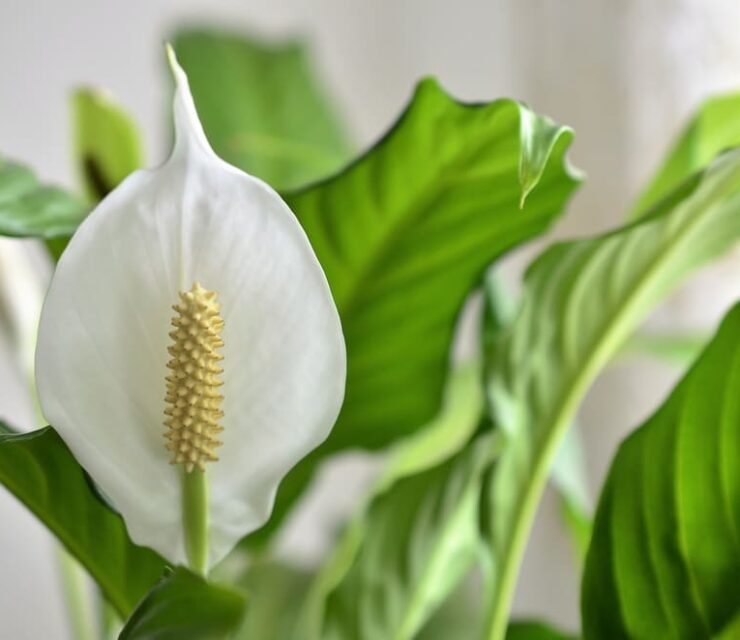 peace lily flower